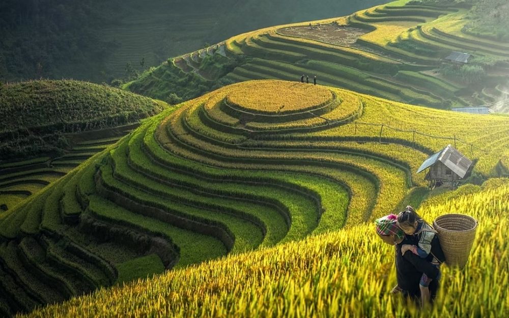 Pallet trong ngành nông nghiệp